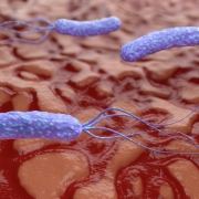 h pylori